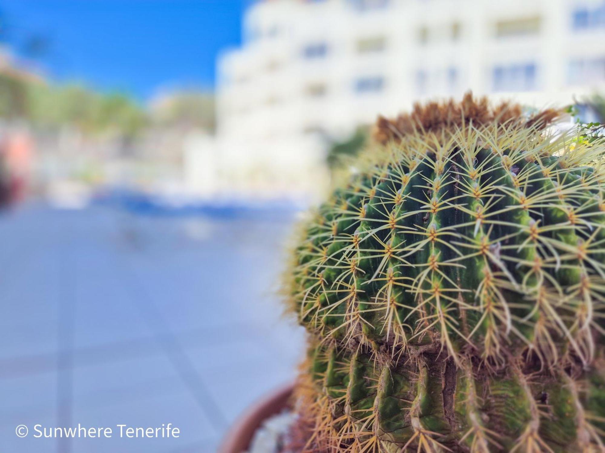 Mona'S Point Tenerife - Aircon, Private Parking And Heated Pool Сан-Мігель-де-Абона Екстер'єр фото